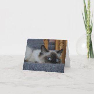 Ragdoll Kitty Card