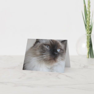 Ragdoll Kitty Card