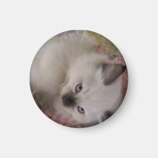 Ragdoll Kitty Magnet