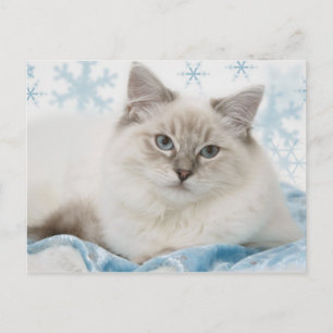 ragdoll postcard