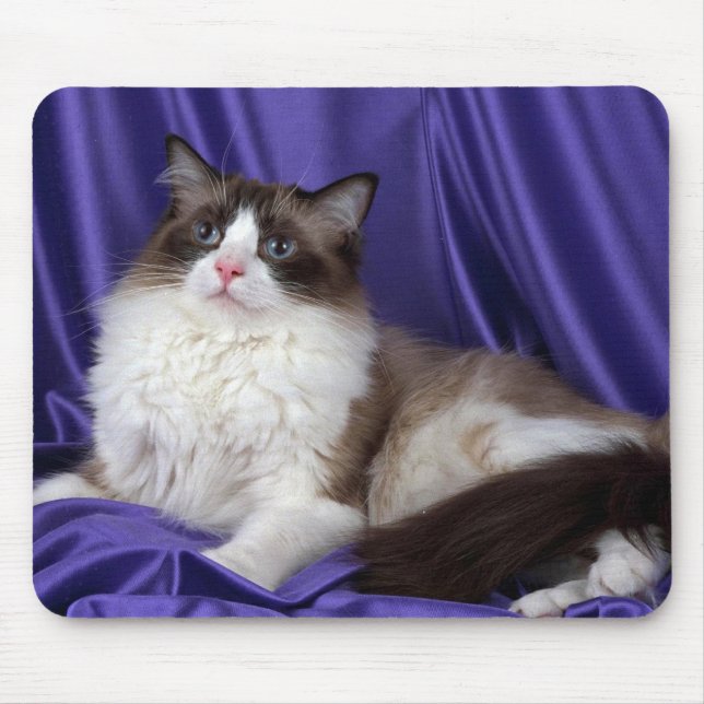 Ragdoll, seal bi-colour mouse mat (Front)