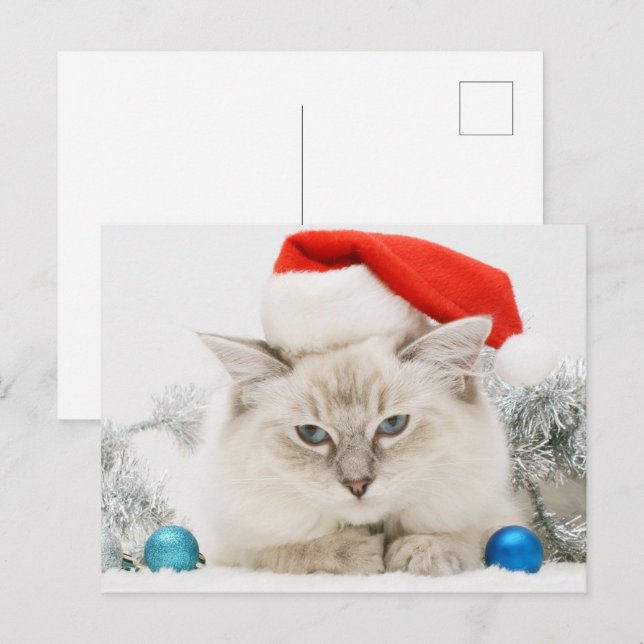 Ragdoll Wearing Santa Hat Postcard (Front/Back)