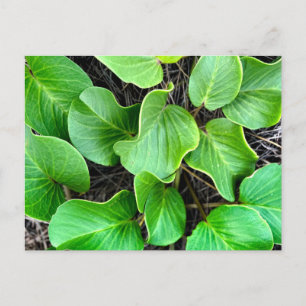 Railroad Vine Postcard