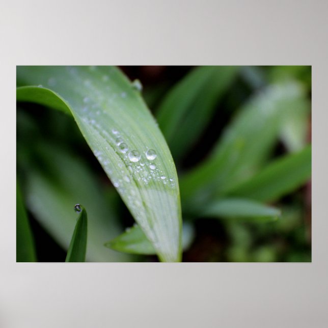 Rain Covered Grass Blades Poster (Front)