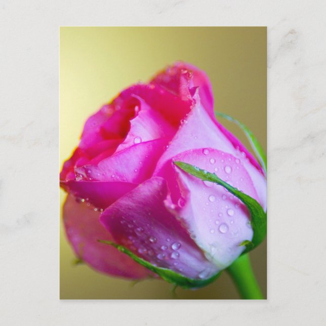 Rain Drop Kisses of Nature on Pink Rose Postcard (Front)