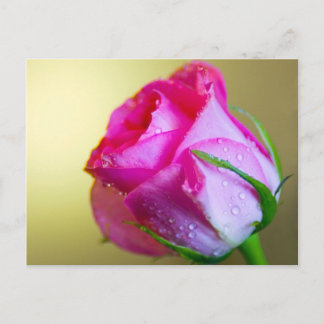 Rain Drop Kisses of Nature on Pink Rose Postcard
