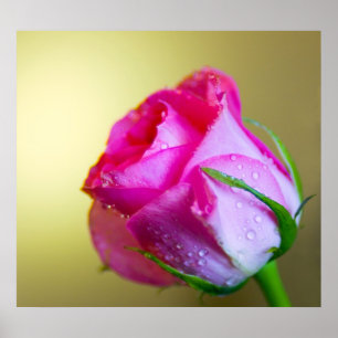 Rain Drop Kisses of Nature on Pink Rose Poster