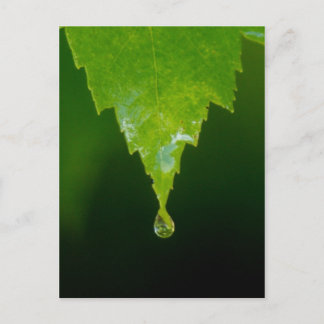 Rain Drop Postcard