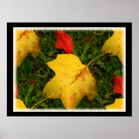 Rain Drops Autumn Leaves Poster