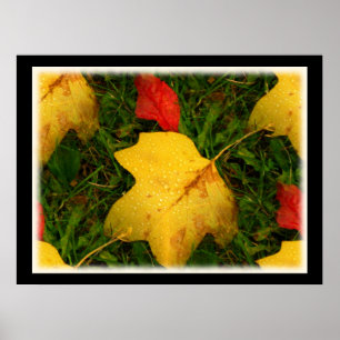 Rain Drops Autumn Leaves Poster
