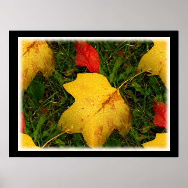 Rain Drops Autumn Leaves Poster (Front)