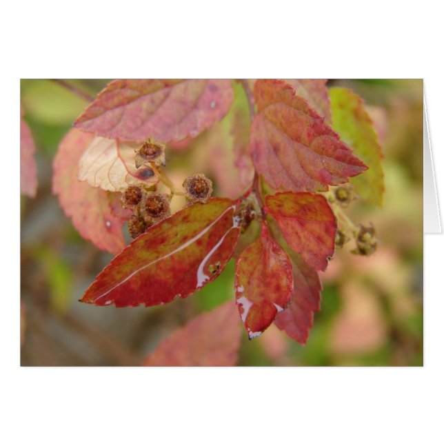 Rain Drops on Autumn Leaves (Front Horizontal)