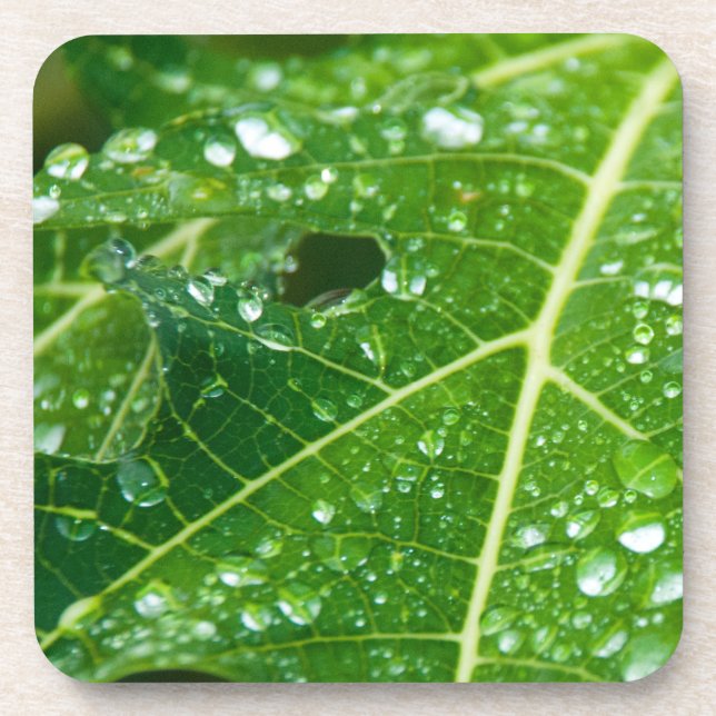 Rain Drops on Green Papaya Leaf Coaster (Front)
