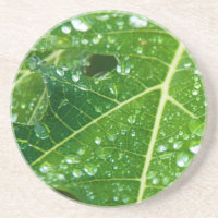 Rain Drops on Green Papaya Leaf