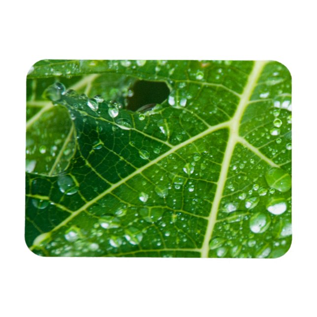 Rain Drops on Green Papaya Leaf Magnet (Horizontal)