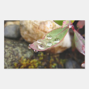 Rain Drops on Leaf Rectangular Sticker
