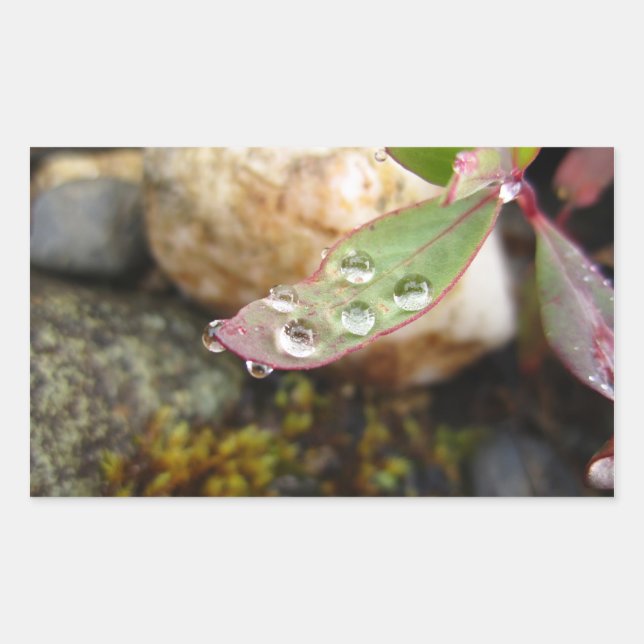 Rain Drops on Leaf Rectangular Sticker (Front)