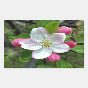 Rain drops on little flower rectangular sticker