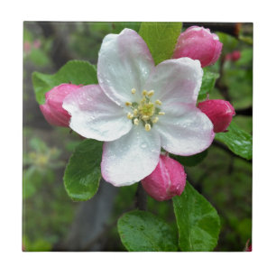 Rain drops on little flower tile