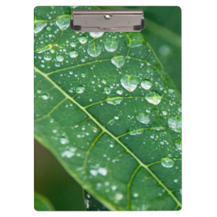 Rain Drops on Papaya Leaf Clipboard