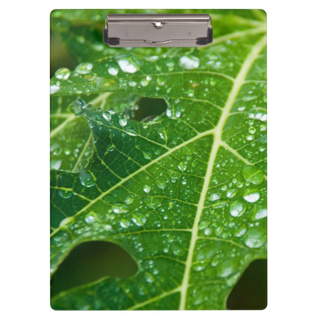 Rain Drops on Tropical Green Papaya Leaf Clipboard (Front)