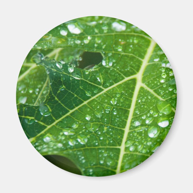 Rain Drops on Tropical Green Papaya Leaf Magnet (Front)