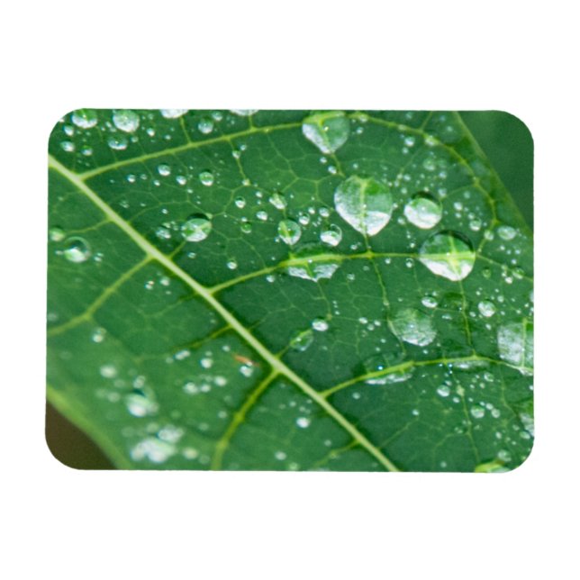 Rain Drops on Tropical Papaya Leaf Magnet (Horizontal)