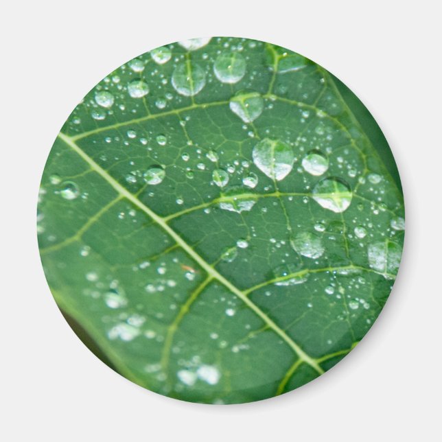 Rain Drops on Tropical Papaya Leaf Magnet (Front)
