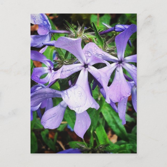 Rain Drops on Wildflowers#wildflower Postcard (Front)