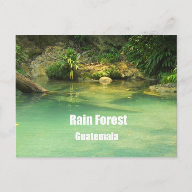 Rain Forest, Guatemala Postcard (Front)
