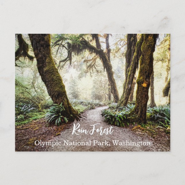 Rain Forest • Olympic National Park, Washington Postcard (Front)