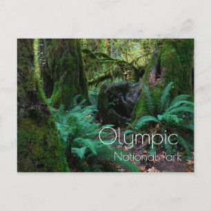 Rain Forest Trees, Ferns, Olympic National Park Postcard