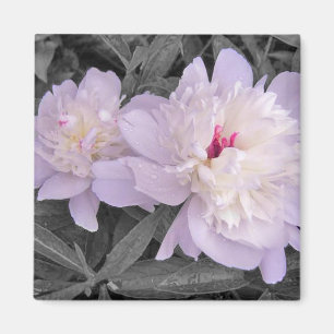 Rain Kissed Peonies Magnet