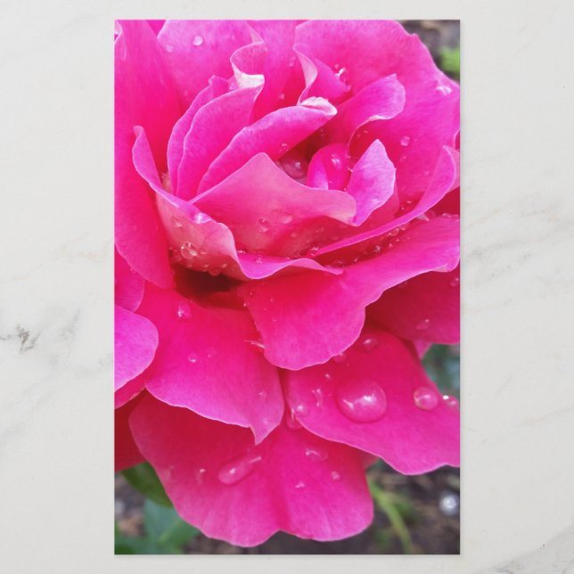 Rain on petals (Front)