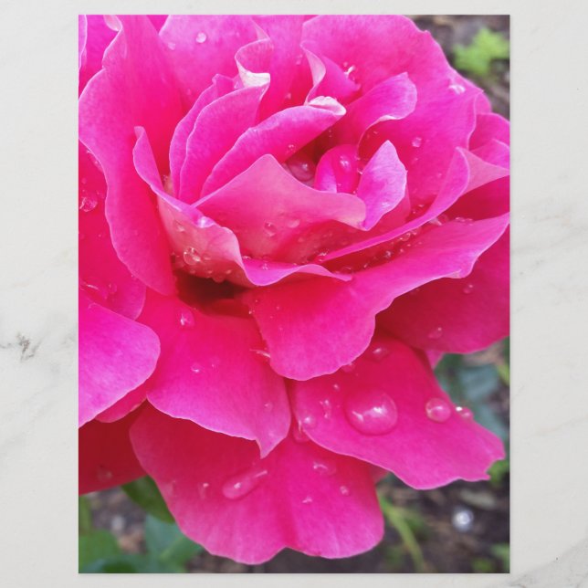 Rain on petals (Front)
