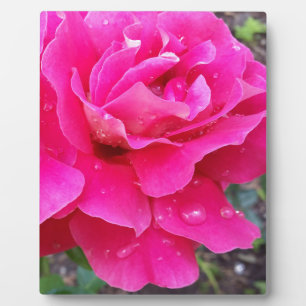 Rain on petals plaque