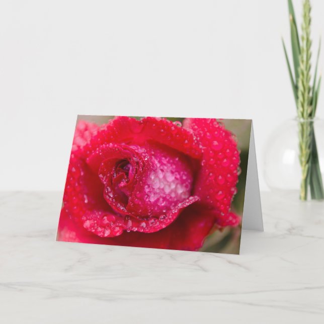Rain on Red Rose Blank Greeting Card (Front)