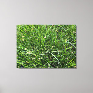 Rain Sedge Canvas Print