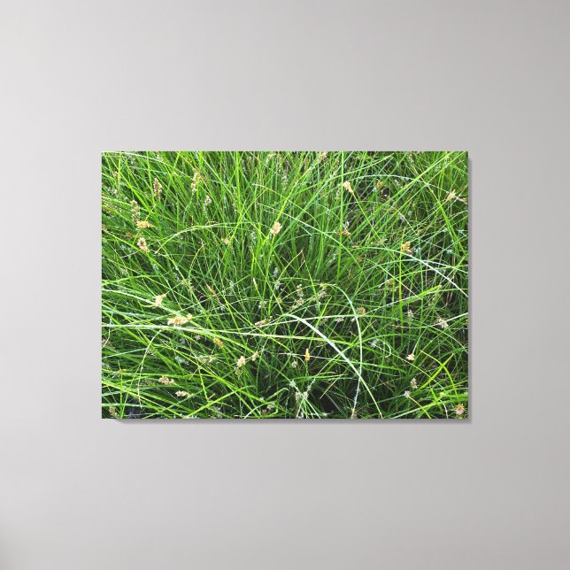 Rain Sedge Canvas Print (Front)