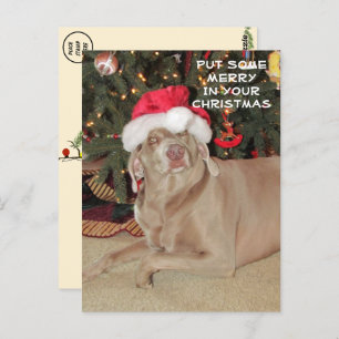 Rain the Weimaraner's Christmas  Postcard