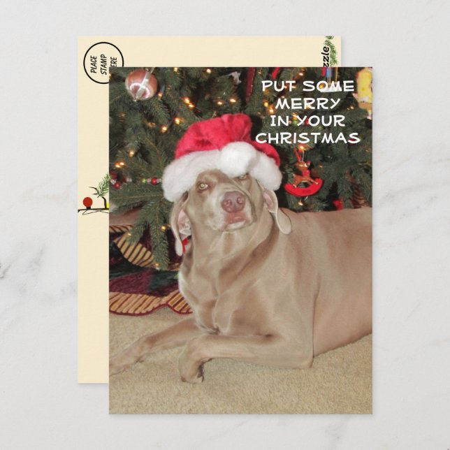 Rain the Weimaraner's Christmas  Postcard (Front/Back)