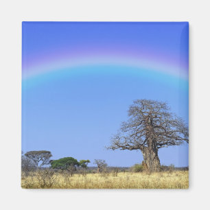 Rainbow and African baobab tree, Adansonia Magnet