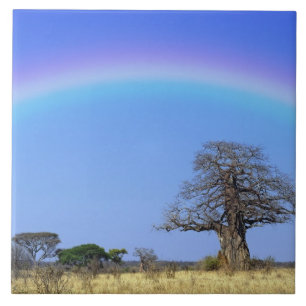 Rainbow and African baobab tree, Adansonia Tile