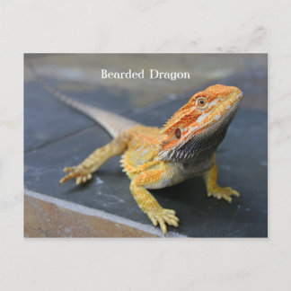 Rainbow Bearded Dragon Postcard
