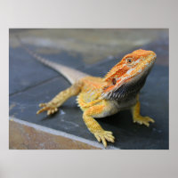 Rainbow Bearded Dragon