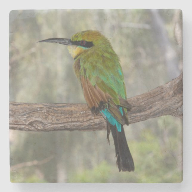 Rainbow bee-eater bird, Australia Stone Coaster (Front)