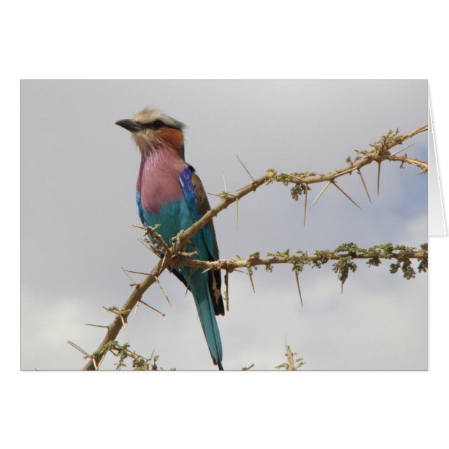Rainbow Bird Card (Front Horizontal)