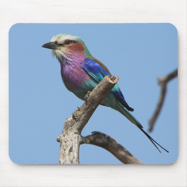 Rainbow Bird Mouse Pad (Front)