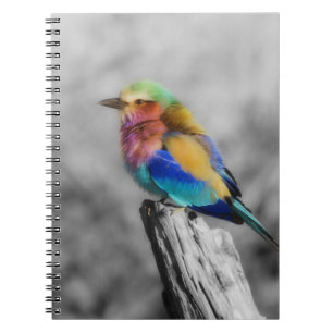 Rainbow Bird Notebook