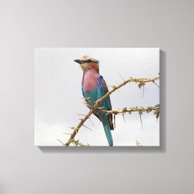 Rainbow Bird Photo Canvas Print (Front)
